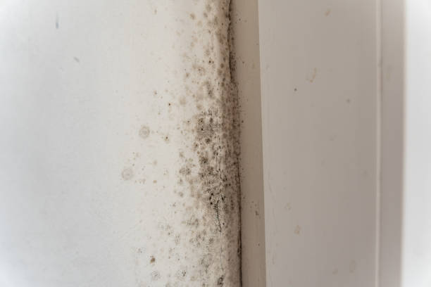 Best Commercial Mold Inspection  in Sharpsburg, NC