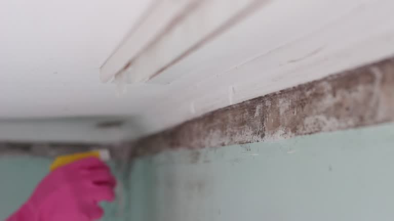 Best Mold Prevention Services  in Sharpsburg, NC